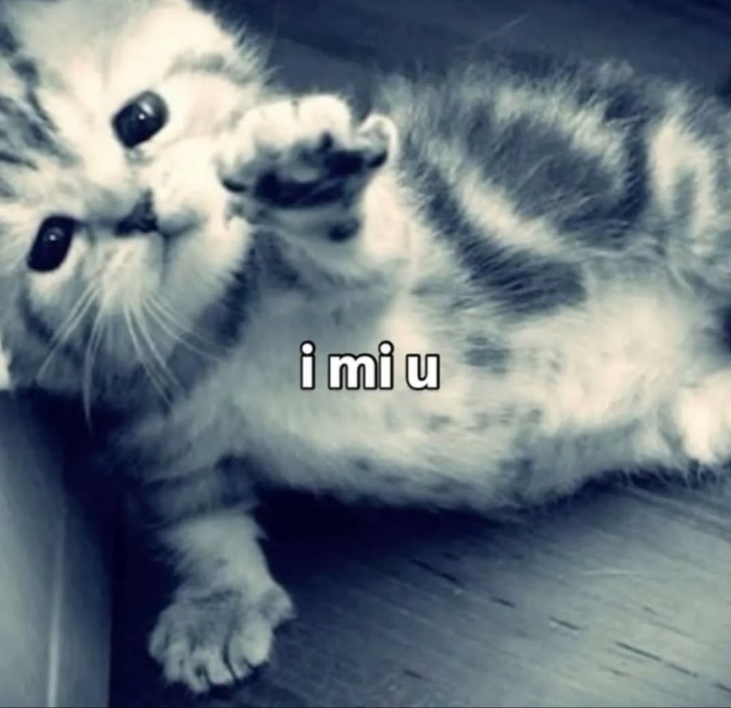 popular cat post tweet media