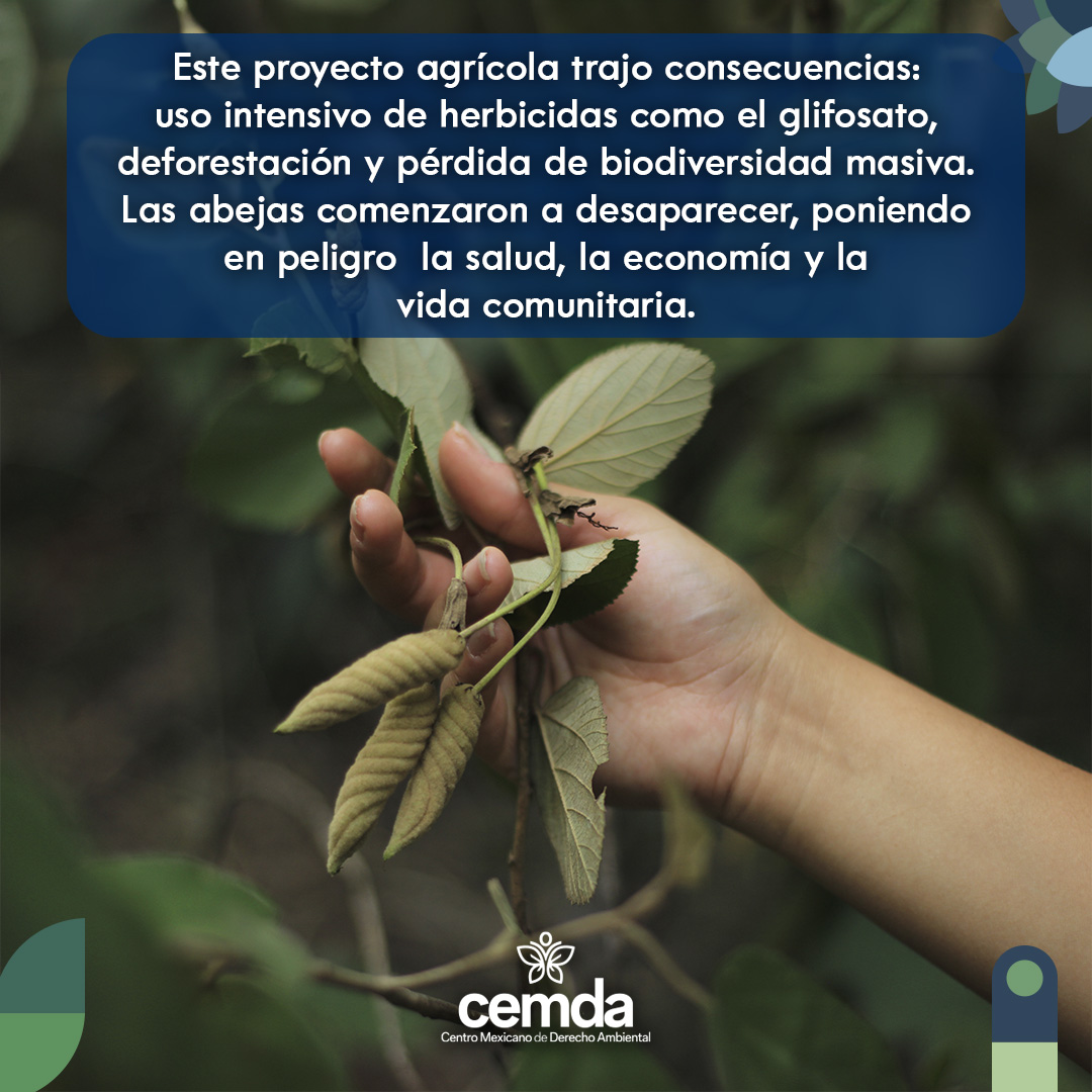 CEMDA's tweet photo. Sin abejas, no hay vida. Y sin territorio, tampoco.
En la Península de Yucatán, las abejas sostienen ecosistemas, economías y culturas enteras.
Cuando llegaron los monocultivos y los plaguicidas, no solo se puso en riesgo la miel, se puso en riesgo toda una forma de vida.
En 2015, la Suprema Corte de Justicia de la Nación reconoció que el Estado violó los derechos de las comunidades mayas al autorizar la siembra de soya transgénica sin consulta.
#DíaMundialDeLasAbejas