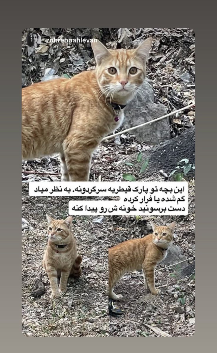 petkoo tweet media