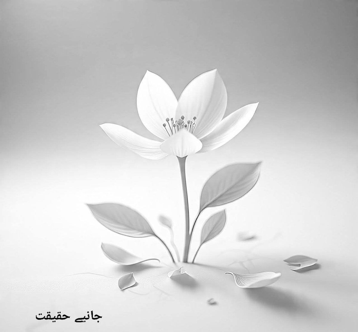 Talha Abu Bakar tweet media
