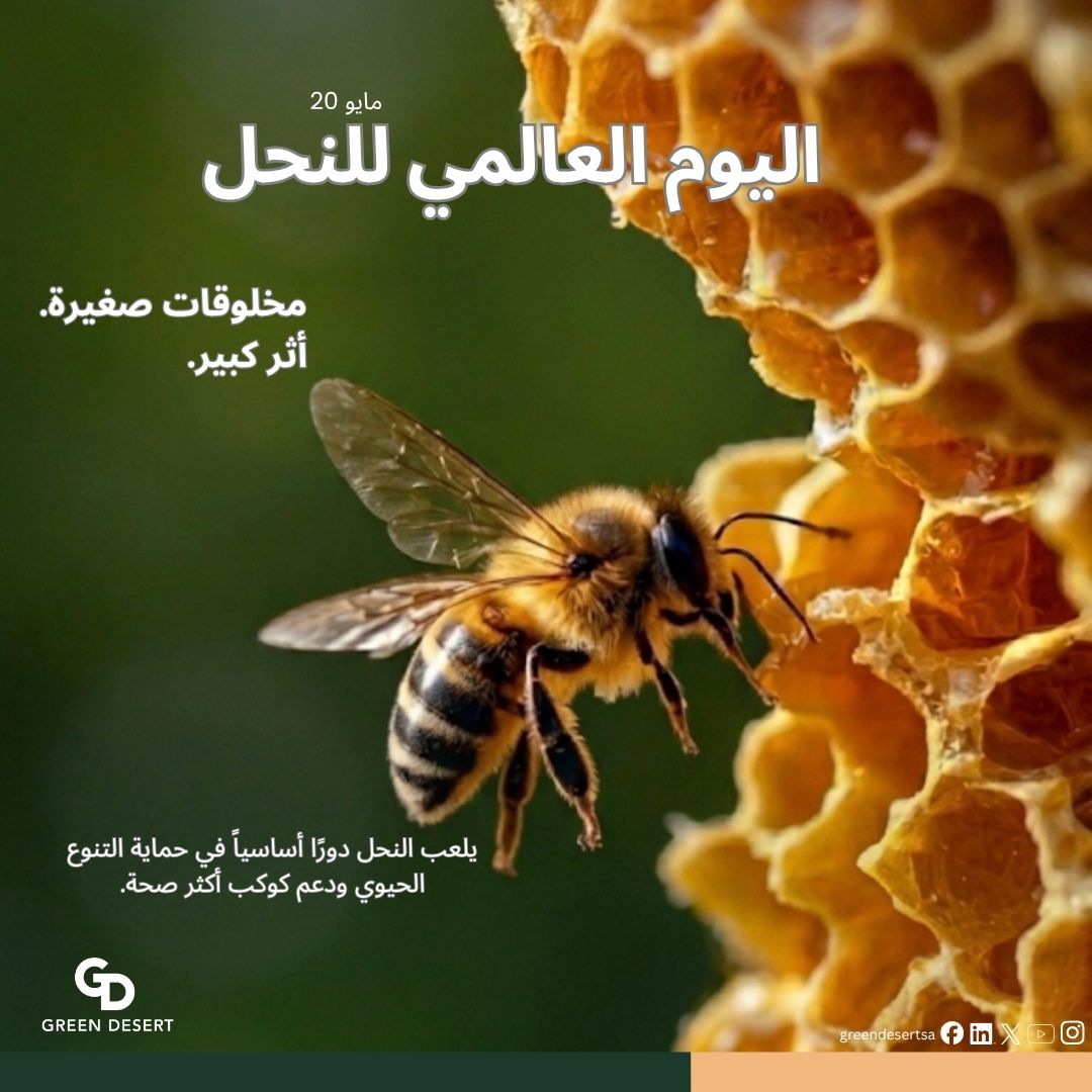 Greendesertsa's tweet photo. في اليوم العالمي للنحل نحتفل
بحماية التنوع الحيوي وحماية كوكبنا.

#WorldBeeDay #greendesertsa #GDSA2020 #antiquedesert #ateeqalsehra https://t.co/VRJUwRbpHQ