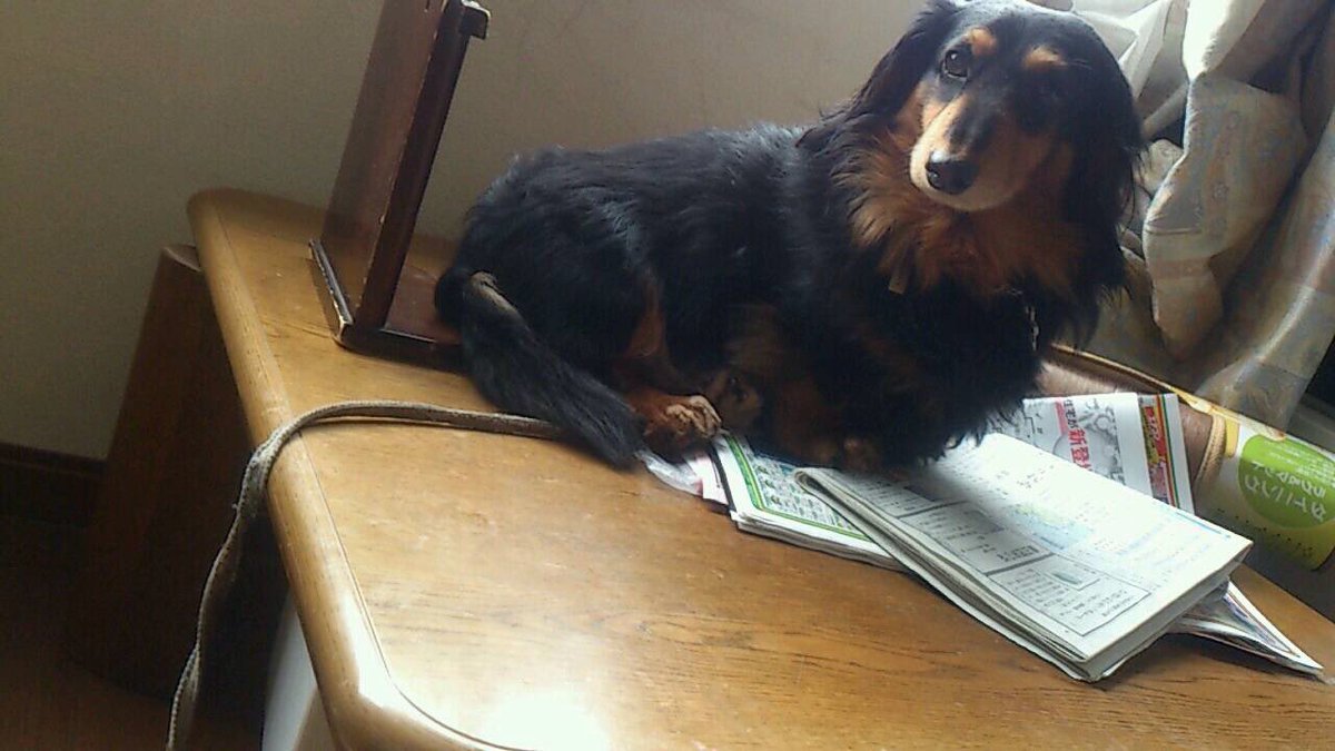 綾姉🥩🍜🐶🐾 tweet media