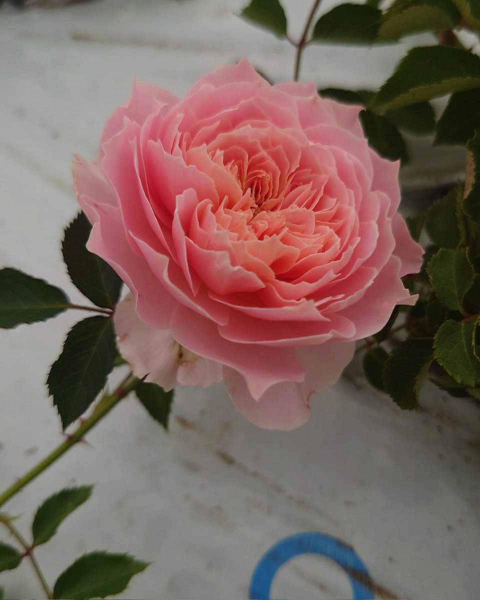 忽滑谷 史記 @Apple Roses tweet media