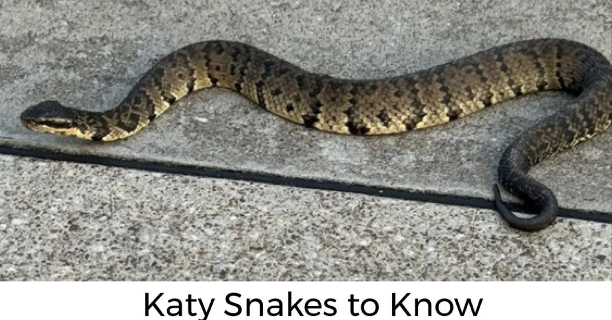 KatyMagazine's tweet photo. KATY SNAKES: Rising temperatures and wet conditions increase chances of snakes going into the summer. #KatyTX #HarrisCounty #FortBendCounty #WallerCounty https://t.co/3ANWirjOSR https://t.co/AKhuT44GtQ