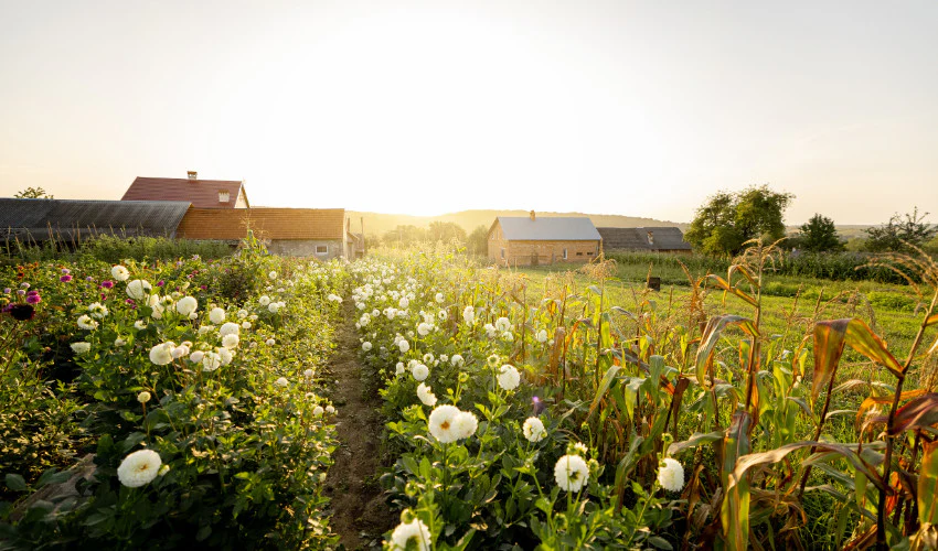 Ward’s Farm 🇺🇸 tweet media