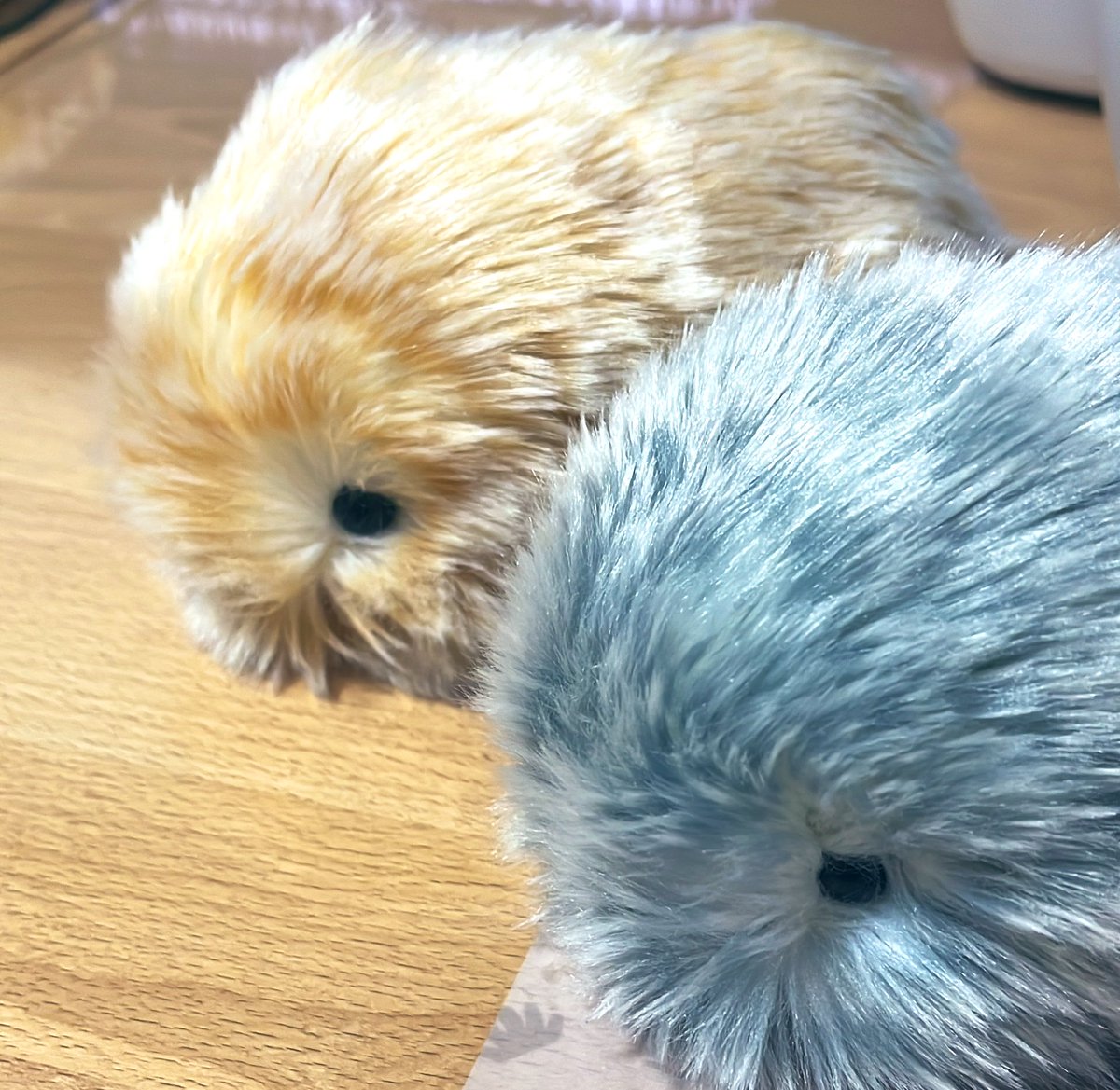 壱夛@2モフ飼い tweet media