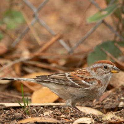 SC_State_Parks's tweet photo. WILDLIFE WEDNESDAY! RARE BIRD SIGHTING! 
Recently, an American Tree Sparrow was spotted at Hunting Island near the Nature Center. This is an extremely rare bird, with only 3 sightings ever recorded in coastal SC!  Thanks, Ranger John, for snapping these pics! 📷 https://t.co/06s9gYsy3R