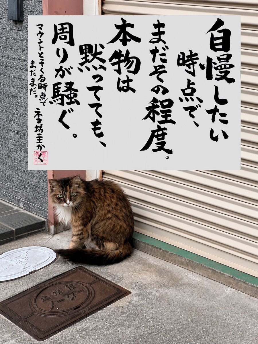 専念寺/ネコ坊主 tweet media