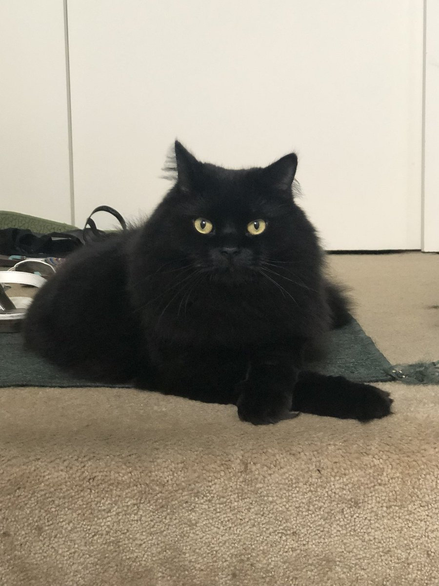 fluffyvader's tweet photo. This guy is 10000000000000% missed every hour of every day. #rip https://t.co/toXsTj144e