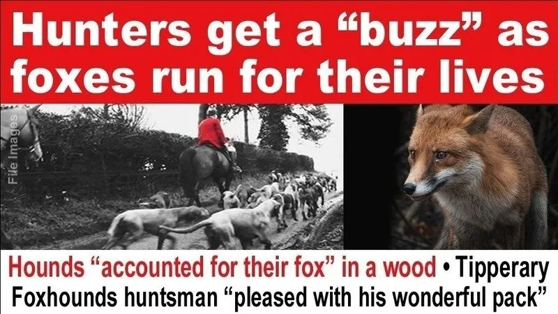 Ban Blood Sports tweet media