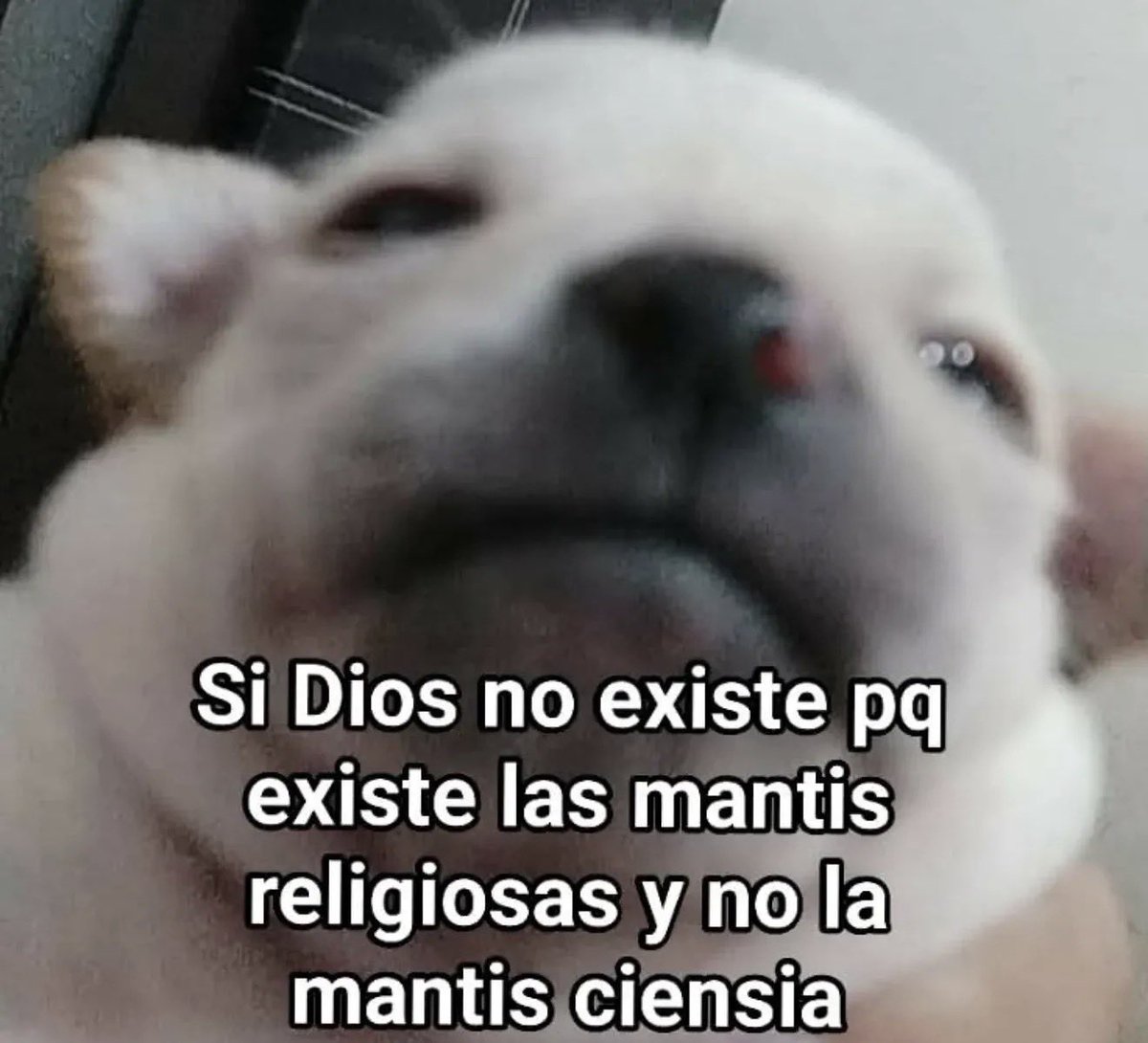 El Maguito tweet media