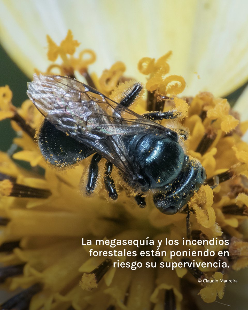 Fundación Reforestemos tweet media