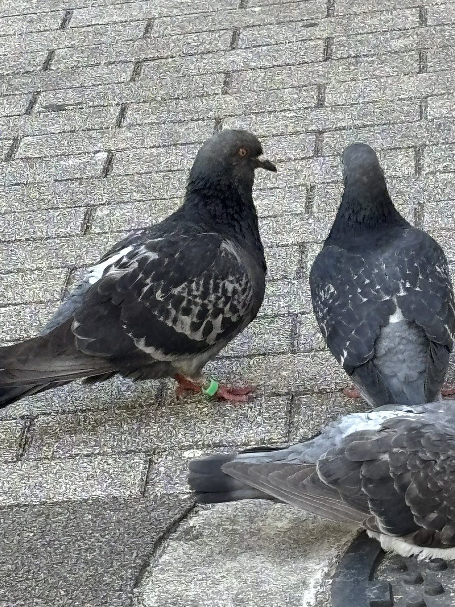 Mejilo0896's tweet photo. 色変わりの鳩さんと脚輪ついてる鳩さん。 https://t.co/jPe33WHsoO