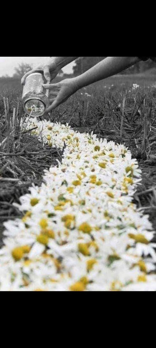 Dahi🌻💛🖤 tweet media