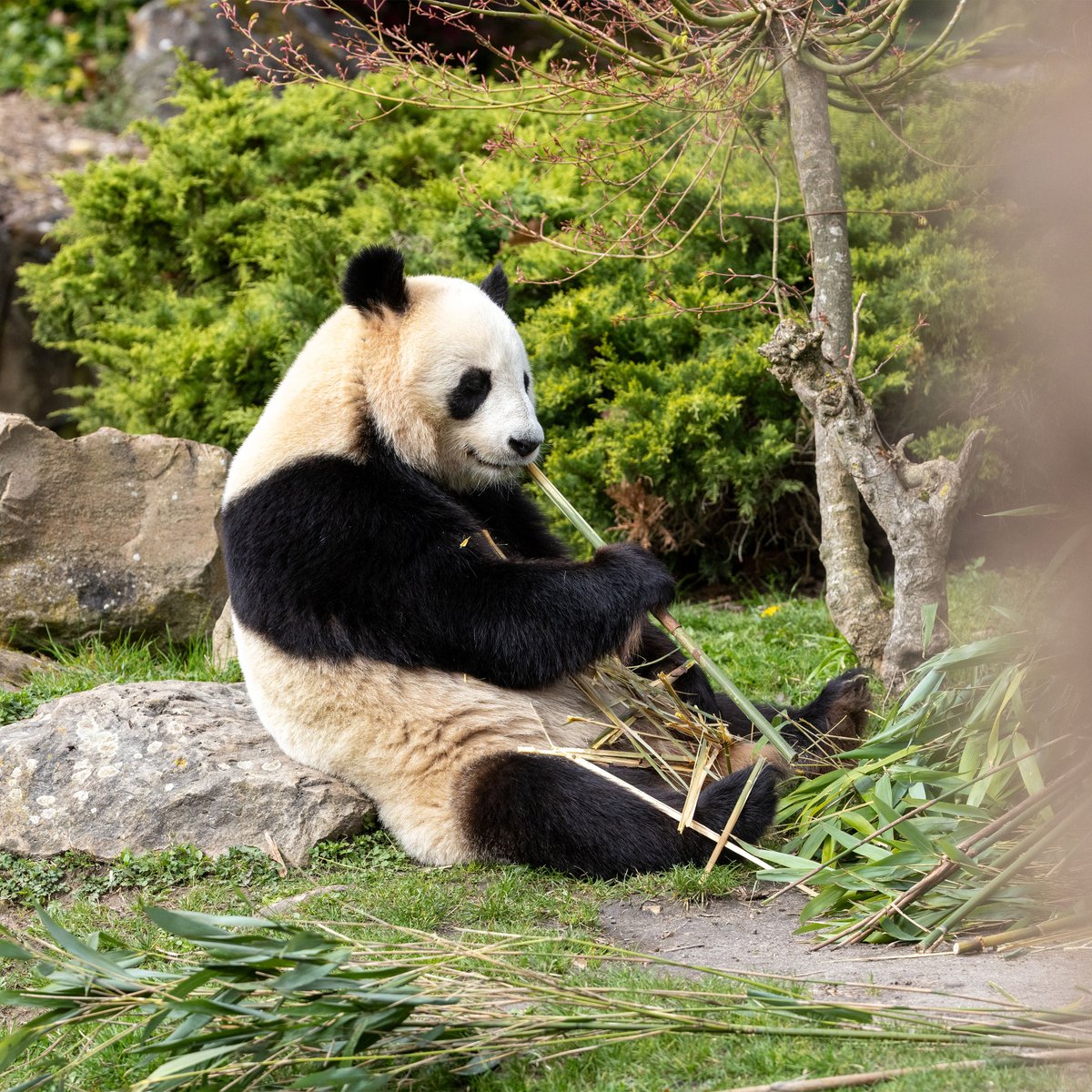 zoobeauval's tweet photo. Retrouvez le #ZoodeBeauval dans un reportage inédit et exceptionnel de #ZoneInterdite avec @ophmeunier, ce dimanche 24 mai à 21h10 sur M6 ! Au programme : départ des #pandas vers la Chine, transfert de #gorilles dont Asato et la #naissance d’une éléphante Himba. Quel moment attendez-vous le plus ?  😉💙