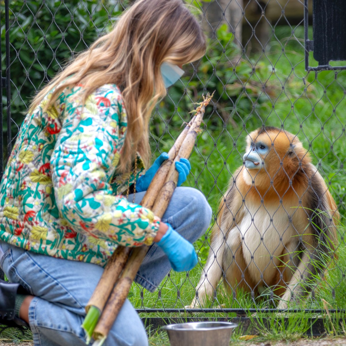 zoobeauval's tweet photo. Retrouvez le #ZoodeBeauval dans un reportage inédit et exceptionnel de #ZoneInterdite avec @ophmeunier, ce dimanche 24 mai à 21h10 sur M6 ! Au programme : départ des #pandas vers la Chine, transfert de #gorilles dont Asato et la #naissance d’une éléphante Himba. Quel moment attendez-vous le plus ?  😉💙