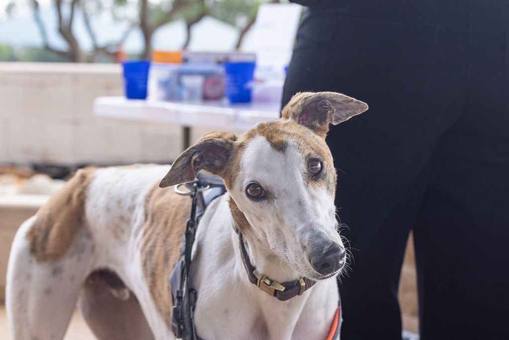 GaltxOrg's tweet photo. 🐾 North Texas Gives to Animals is underway. 💙

Support GALT and help provide care, transportation, foster homes, and forever families for greyhounds and other sighthounds.

Donate:
https://t.co/JJgidzIPK4

#NorthTexasGives #GALT https://t.co/vgNvKcabA0