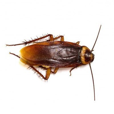 Cockroach News tweet media
