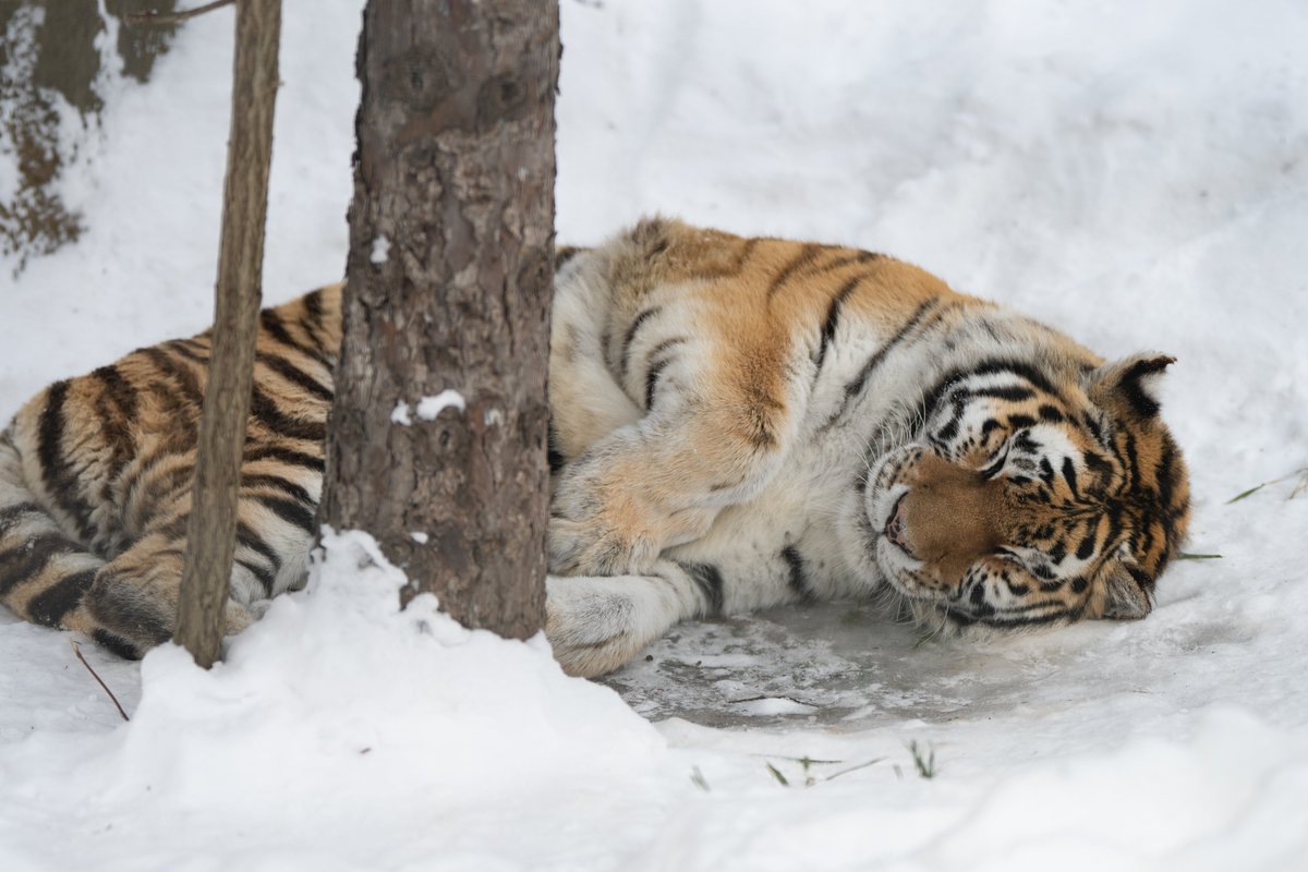 uber_tiger~トラネコとライオンネコ~ tweet media