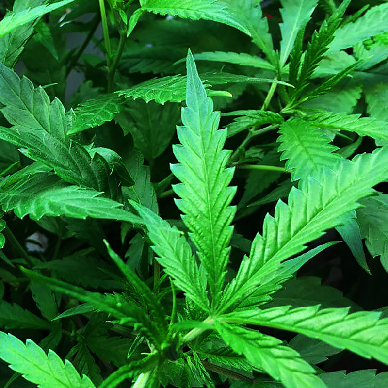 PointofViewRTS's tweet photo. Every few months, another credible study reminds us that frequent marijuana use can harm the brain, especially in adolescents. A recent U.C., San Diego study of 11,000 teens found impaired brain development in users, affecting verbal recall, working memory, and spatial skills. Yet more states keep legalizing it, and now the federal government is even making it easier for the industry to expand. The real question is simple: are we lowering the risk, or lowering America’s IQ?

Read the study, look at the data, and think twice before calling marijuana harmless.

#marijuana #brainhealth #teenhealth #publichealth #drugpolicy #education #parenting