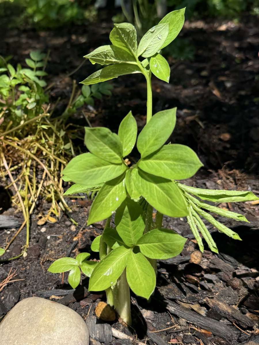 ell_enR's tweet photo. Green Dragon (Arisaema dracontium) a rare/uncommon herbaceous perennial native to NJ. I’m always happy to see this pop up! 
#nativeplant #nativeplants #nativegarden #nativegardening #garden #backyardgarden #naturelover #NatureIsAmazing #NatureIsBeautiful #natureandwild https://t.co/DdukwdFBtD