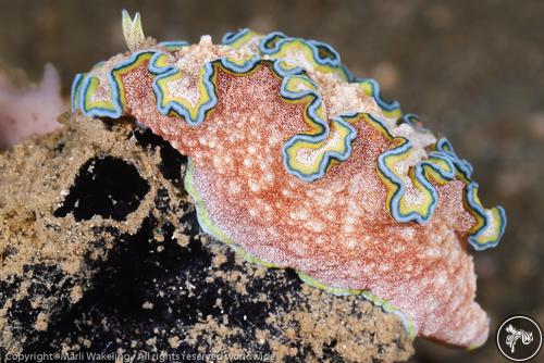 NudiPixel's tweet photo. Here is another beautiful picture from Nudi Pixel

🐌 Glossodoris cincta
📍 Lembeh, Indonesia
📸 Marli Wakeling

https://t.co/2f3lvnxuV6

#nudibranch #nudipixel #underwaterphotography #marinelife https://t.co/KUF4wEaFSB