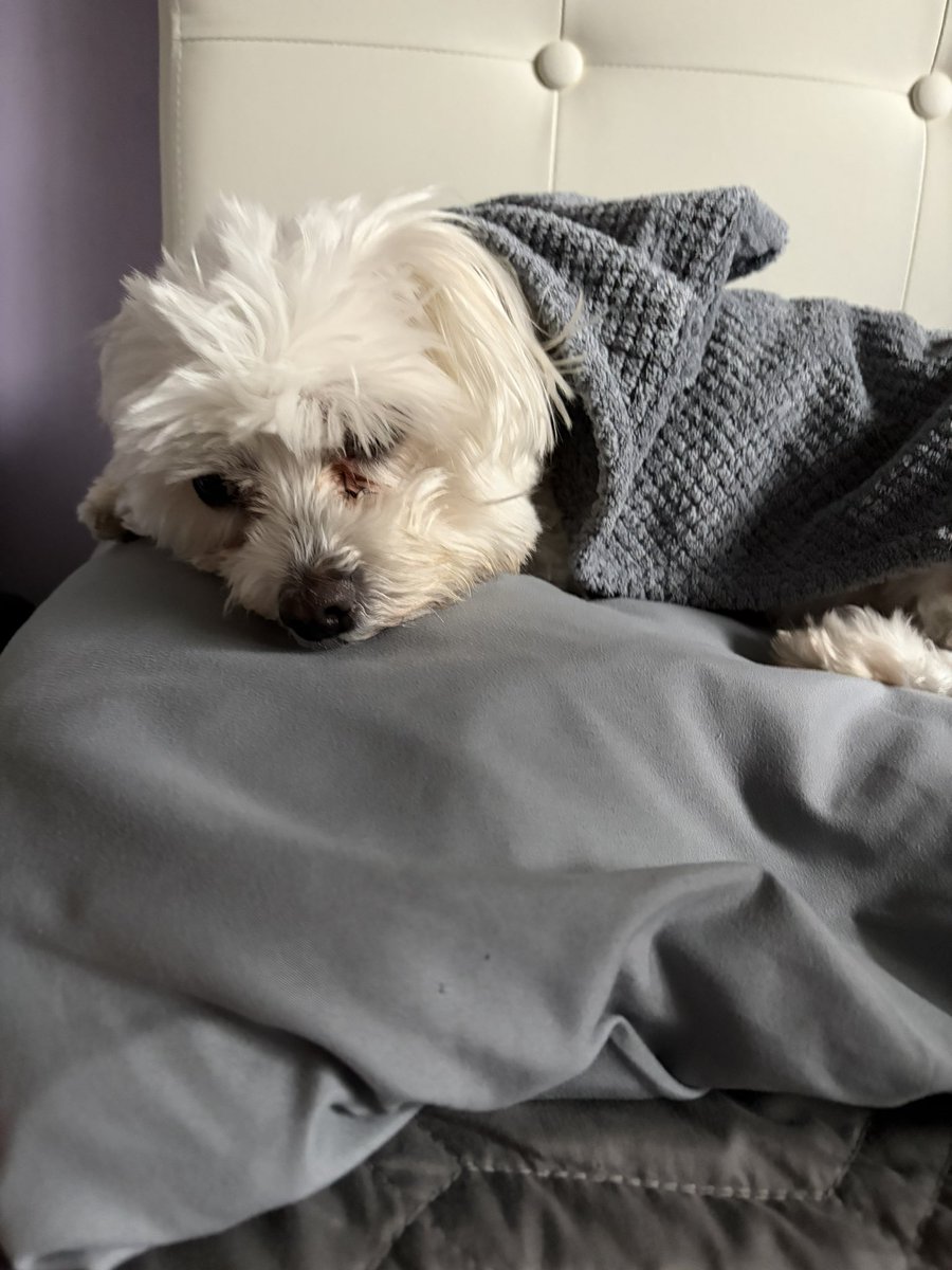 RobbyMSmith's tweet photo. I am a big fan of those terry cloth turbans made for towel drying your hair. Prince is a big fan too, using one as his “woobie”! (If you know, you know.) 😜 https://t.co/SSlus7TnMg