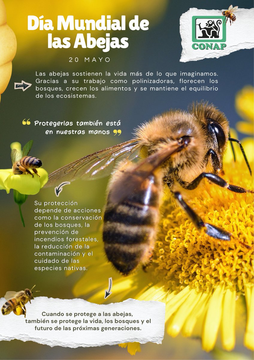 CONAPgt's tweet photo. El #CONAP te insta a proteger a las abejas y otros polinizadores para contribuir de forma significativa a resolver los problemas relacionados con el suministro de alimentos y conservar la biodiversidad. https://t.co/CCtynh7oLz