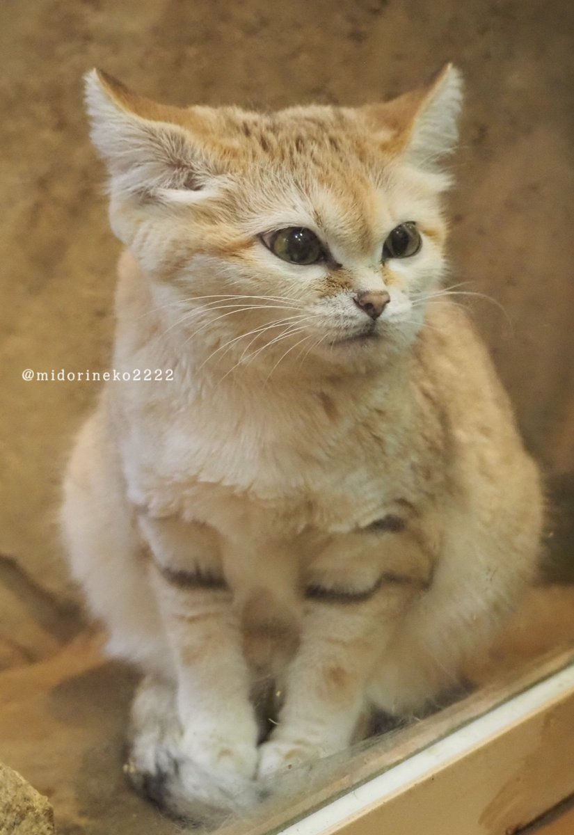 瞳の綺麗な猫姫のお花摘み あくびのあとの、寄り目姫様で🩷、 おやすみにゃさい💤 明日は