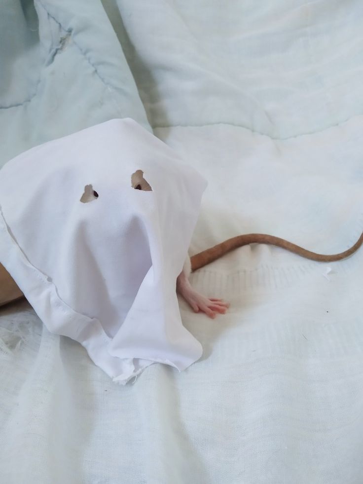 Rat tweet media