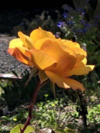 FanLit tweet picture