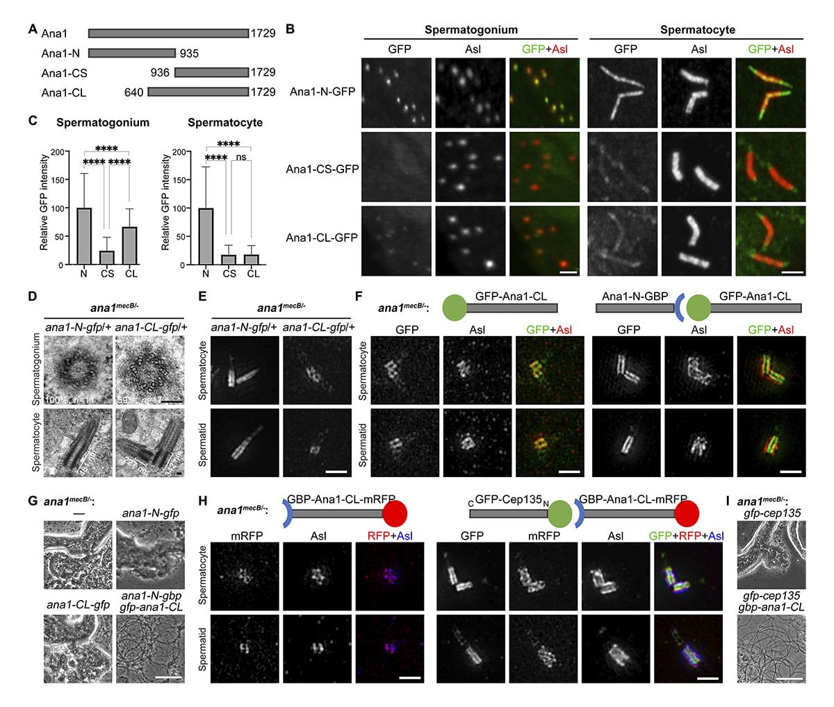 JCellBiol's tweet photo. Zhou Chen, Dongqing Li, Nan Pang, Xiaomin Fang et al. identify Ana1 as a regulator of centriolar doublet-to-triplet conversion and show that triplet microtubule integrity is crucial for sperm structure and male fertility. https://t.co/6IYJ7uKpJv
#Centrioles #Cilia #Flagella https://t.co/LHfPShcJ3x