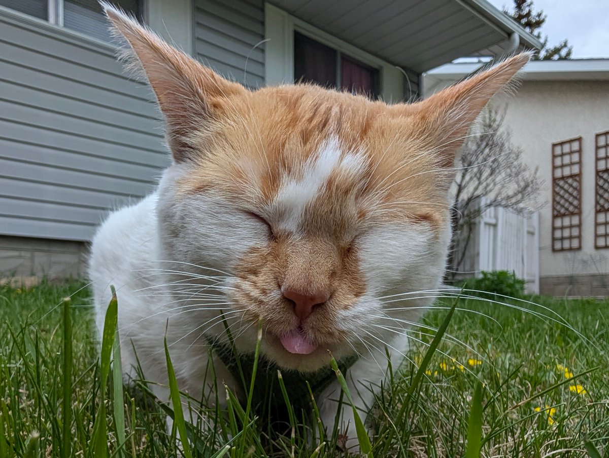 Cheddar tweet media