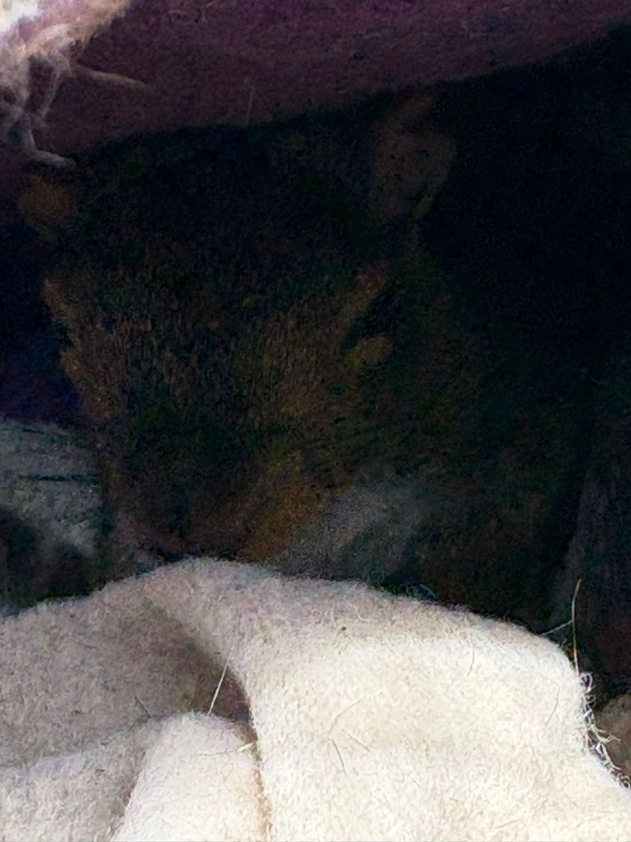 Hitchin Squirrel Rescue tweet media