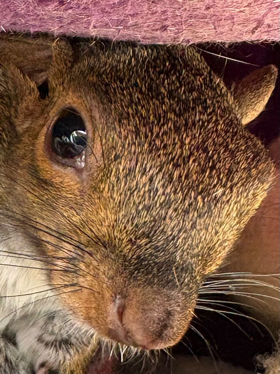 Hitchin Squirrel Rescue tweet media
