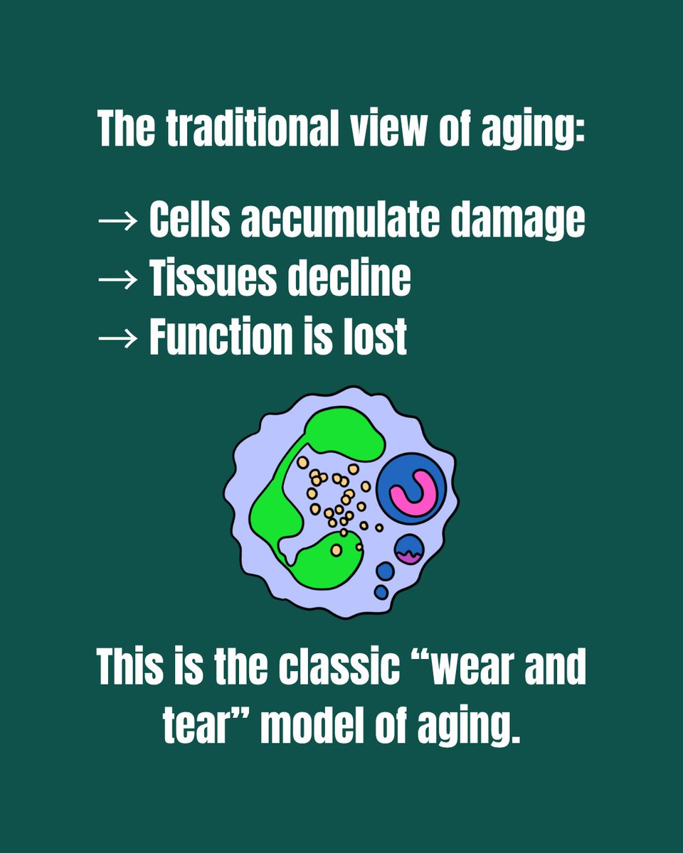 DcodLongevity's tweet photo. What if aging isn’t damage… but misregulation?

Ep. 26 of Decoding Longevity, hosted by Raghav Sehgal &amp; Macsue Jacques, with Dr. Janine Sengstack.

“Cell Reset Therapeutics” = from replacement to restoration.

Spotify: https://t.co/nzRKo3FEDj
YouTube: https://t.co/A8o3XzvZfM https://t.co/rUoFclcIiq