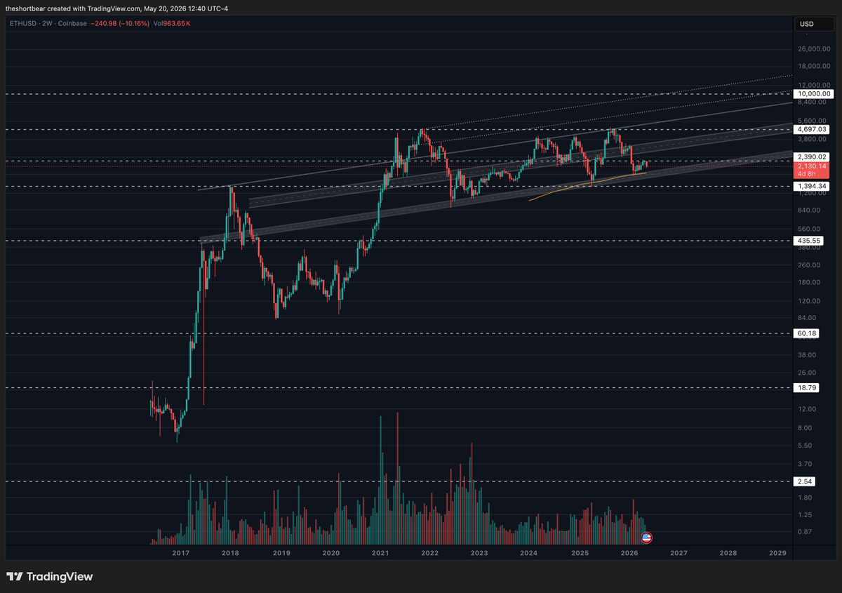 THE SHORT BEAR tweet media