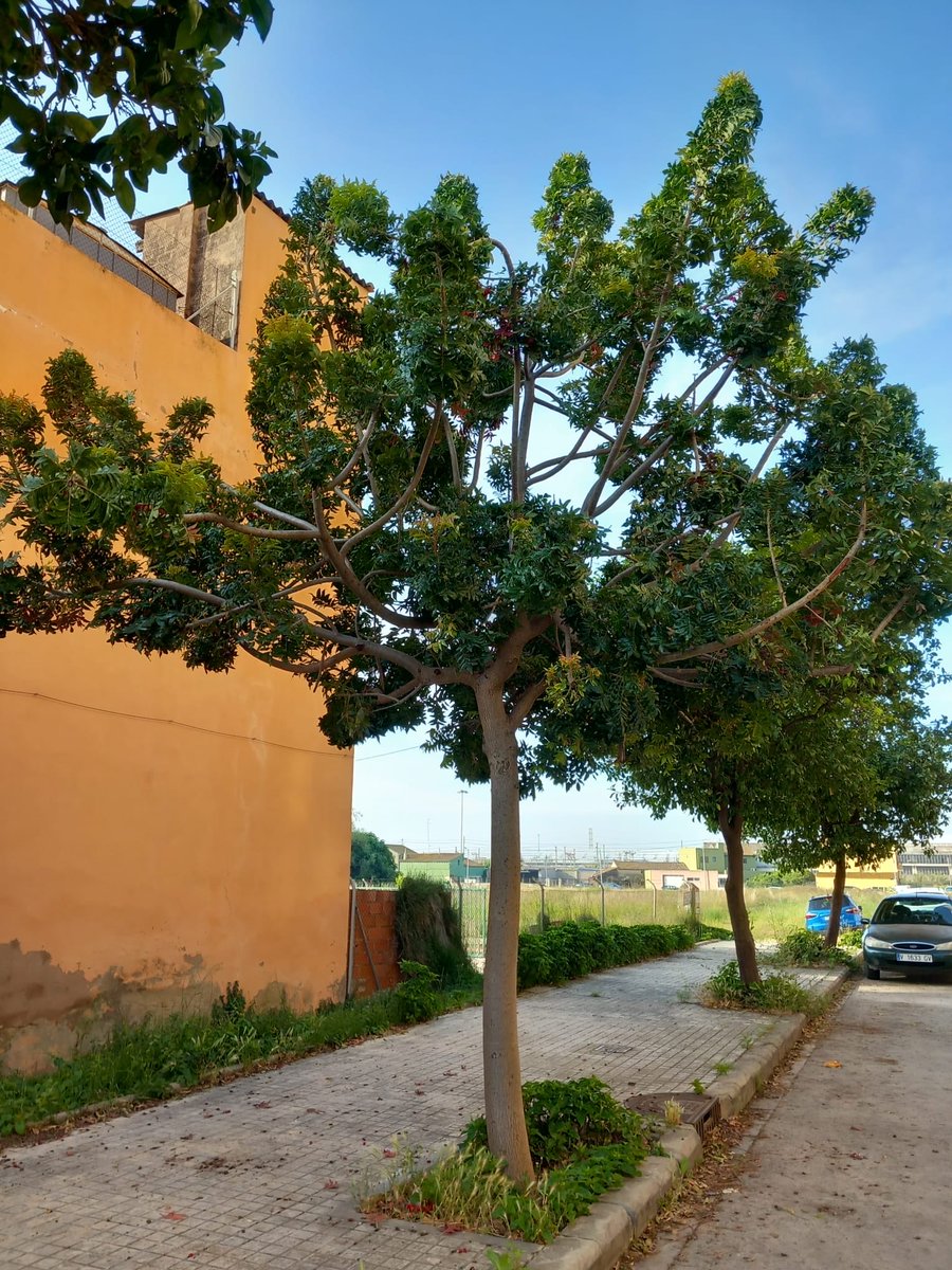 Jacobo Llorens_Arbolista_Treerider tweet media
