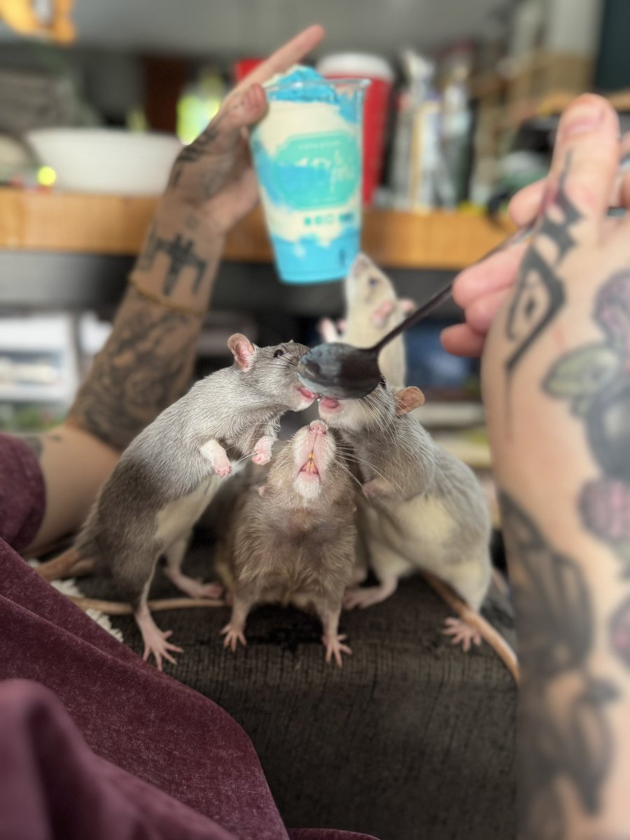 RatsPicnic's tweet photo. Spoiled https://t.co/179mQEgebt