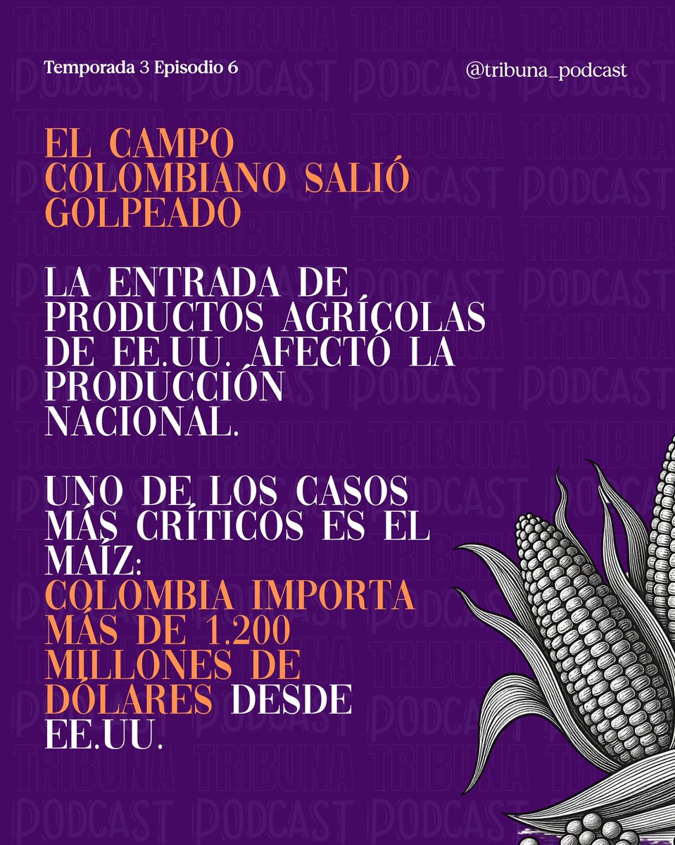 Tribuna Podcast tweet media