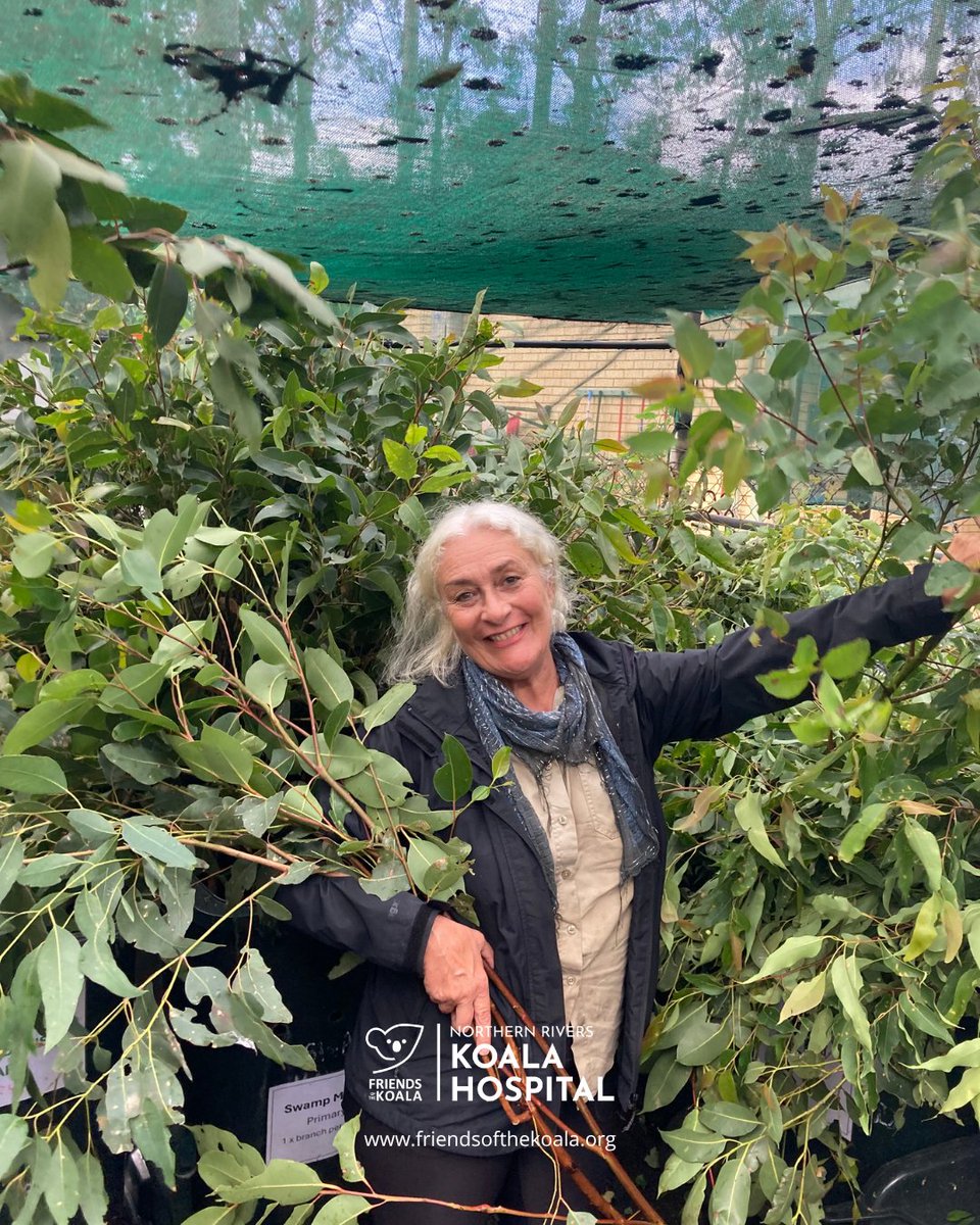 Friends_Koala's tweet photo. This #NationalVolunteerWeek is extra special as we celebrate 40 years of koala care 💚🐨

Our 180+ volunteers are the heart of everything we do -  contributing over $2M in time each year.

Want to help protect koalas? Join us. https://t.co/r9x6BBz1yQ
