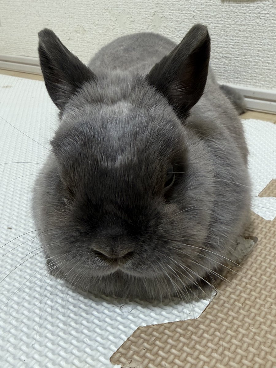 まるちゃん tweet media
