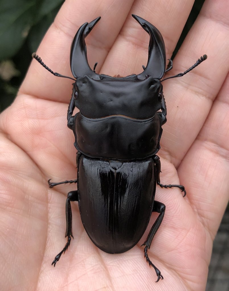 cyberdorcus's tweet photo. 左が本店に唯一残っていた皇帝種
右が次世代の種
色んな組合せでやってきましたが皇帝①のインラインが一番希望が持てました
皇帝は張飛みたいに逆ハは出ないので顎は太くなりませんが何とかここまで辿り着きました😊 https://t.co/NvUiJHqbb1