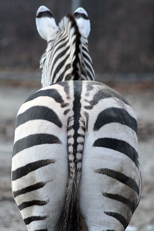 ZEBRA tweet media