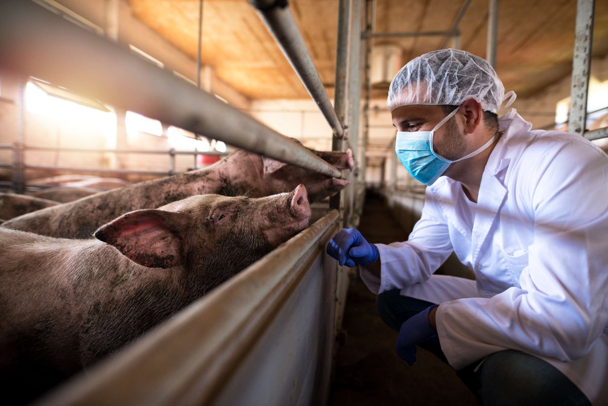 CEIRRNetwork's tweet photo. Using active surveillance, Penn-CEIRR researchers found the presence of #influenza A virus in both pigs and humans underscoring the importance of biosecurity measures at the human-swine interface at the farm level: https://t.co/n2lbympabB https://t.co/GmRfz6pp1k