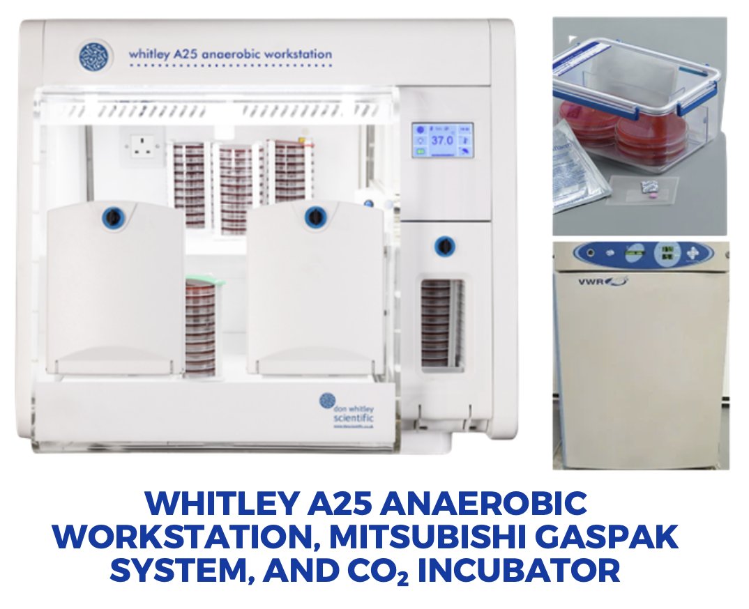 iFyberCRO's tweet photo. iFyber’s #anaerobic platform integrates the Whitley A25 Anaerobic Workstation, Mitsubishi GasPak System, and controlled CO2 incubators. These systems support strict anaerobes, polymicrobial #biofilms, and physiologically relevant #antimicrobial studies. https://t.co/EXGFA9UcVq