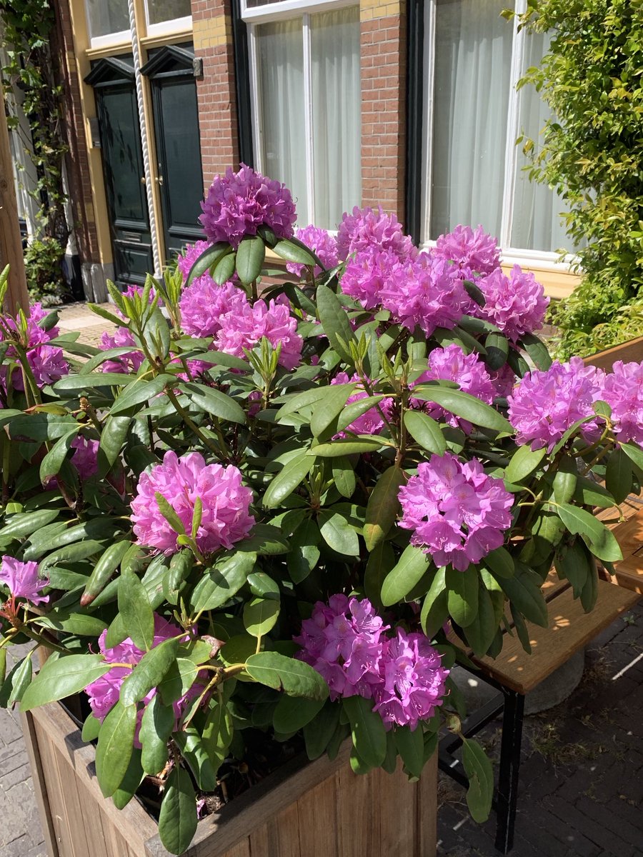 WagemakerJack's tweet photo. Mooie kleur https://t.co/ijjaMM0Jp6