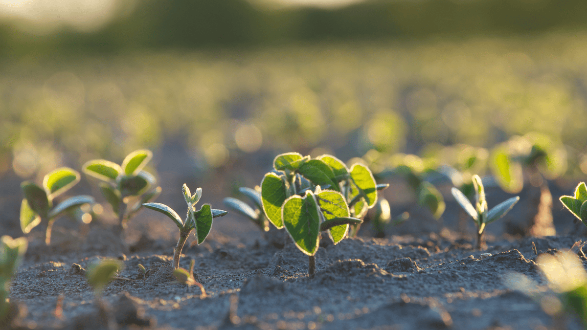 Starting clean is one thing, staying clean is another. Zidua SC herbicide  helps deliver residual control in soybeans, with the flexibility to apply  before and after crops emerge. Learn more: https://t.co/aRvauAAKvq  #EastCdnAg