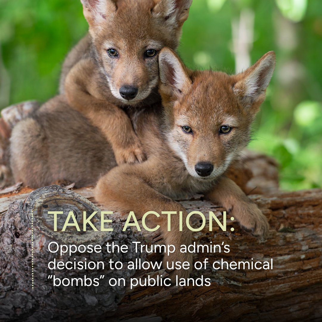 AWIOnline's tweet photo. TAKE ACTION: AWI is deeply disappointed by the Trump administration’s recent decision to lift a ban on the use of cyanide “bombs,” or M-44 devices, across 245 million acres of BLM-managed lands. https://t.co/BUqmtvXLom