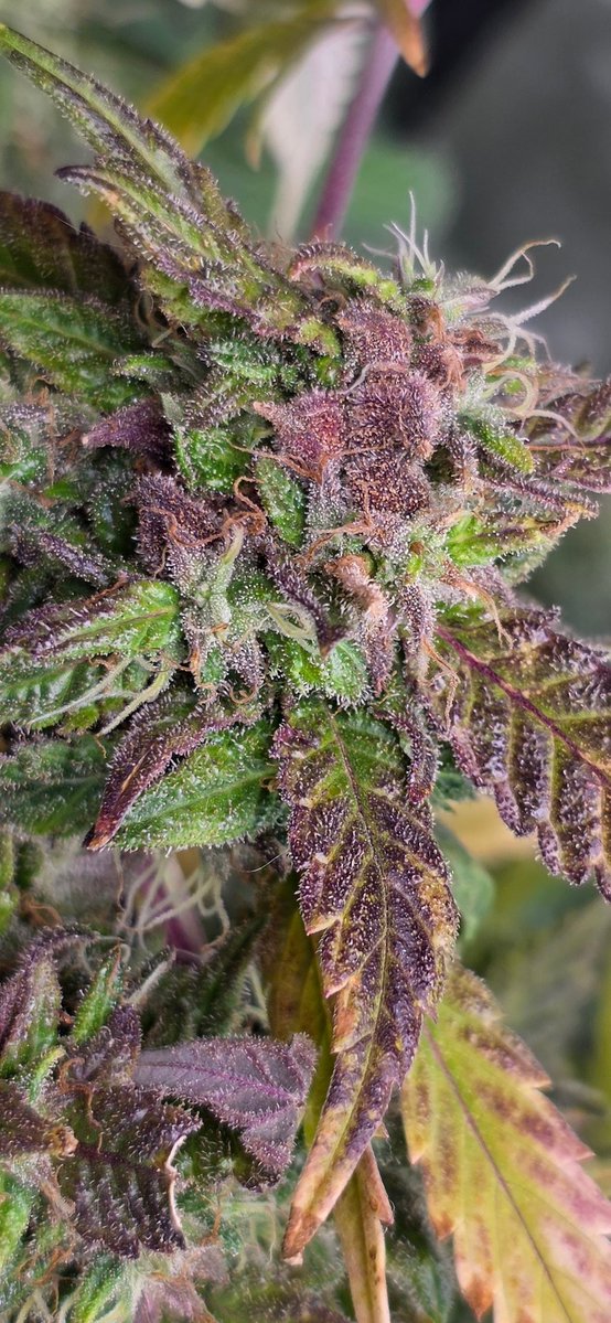 Walipini Seeds tweet media